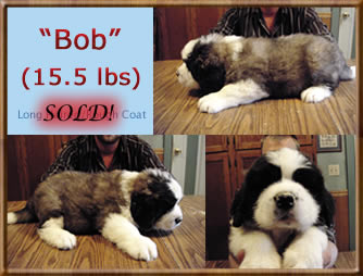 Bob